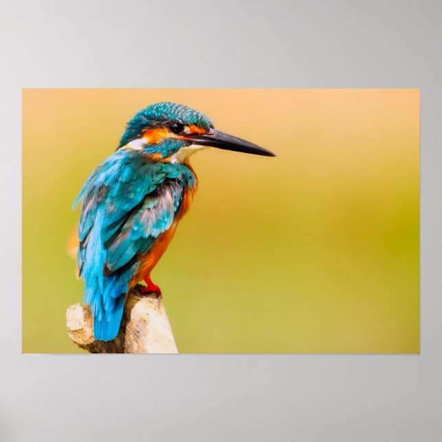 Póster Fotografía de cierre de vida silvestre de Kingfish (Frente)