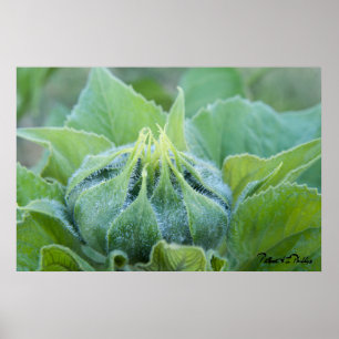 Póster Fotografía De Cierre De Wet Sunflower Bud