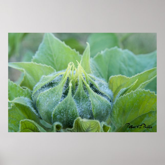 Póster Fotografía De Cierre De Wet Sunflower Bud (Frente)