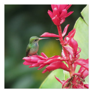 Póster Fotografía de colibrí dominante azul