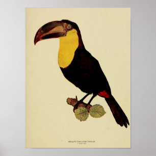 Póster Fotografía de color tulata de color amarillo inten
