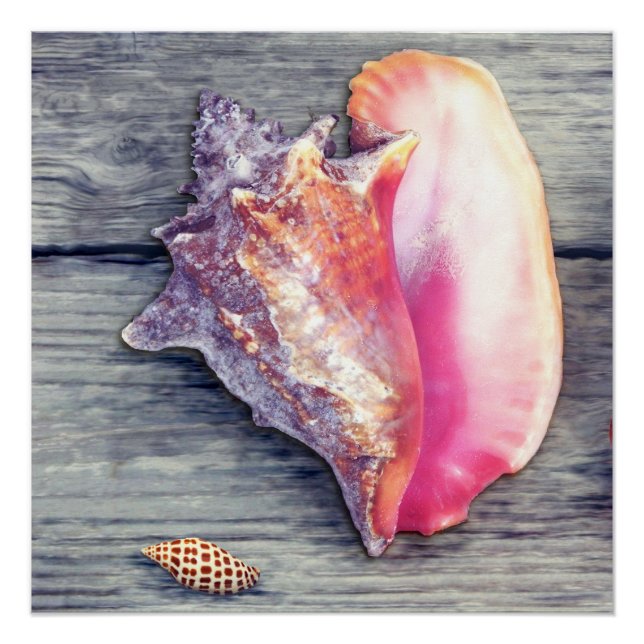Póster Fotografía de concha rosa Junonia Seashell (Anverso)