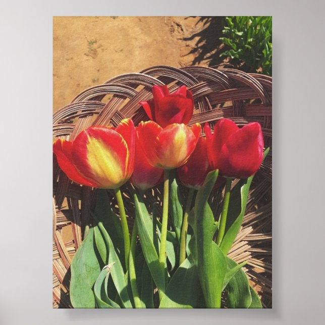 Póster Fotografía de cosecha de tulipanes (Frente)
