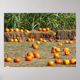 Póster Fotografía de cosecha otoñal de calabazas, maíz y
