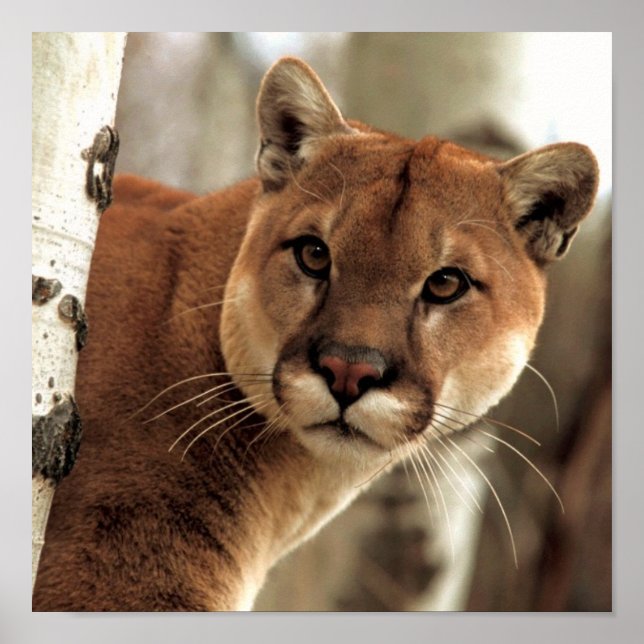 Póster Fotografía de Cougar (Frente)