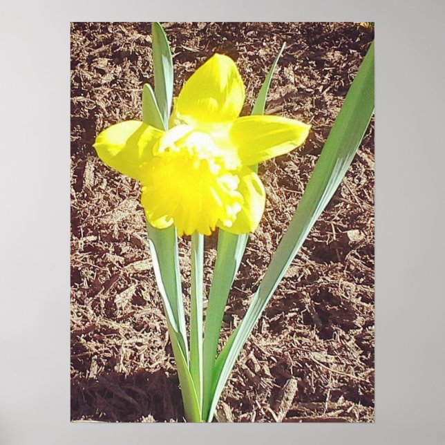 Póster Fotografía de Daffodil Primavera Amarilla (Frente)