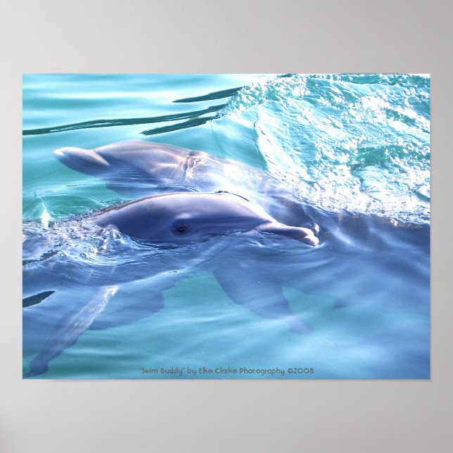 Póster Fotografía de delfines (Frente)