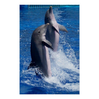 Póster Fotografía de delfines