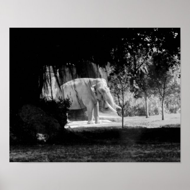 Póster Fotografía de elefante Imprimir 14" x 11" (Frente)