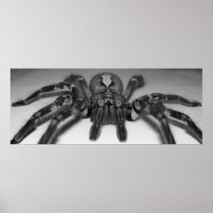 Póster Fotografía de Fasciata por Randomwhat