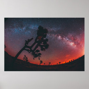 PÓSTER FOTOGRAFÍA DE FISHÍA DEL ÁRBOL DE SILHOUETTE