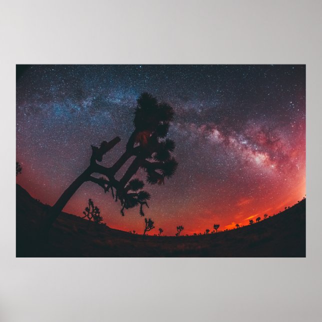 PÓSTER FOTOGRAFÍA DE FISHÍA DEL ÁRBOL DE SILHOUETTE (Frente)