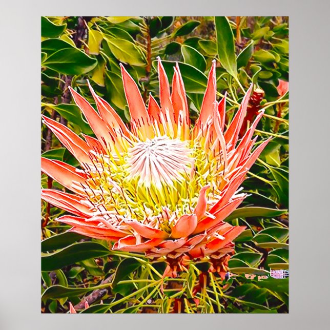 Póster Fotografía de flor australiana Protea (Frente)