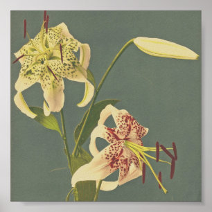 Póster Fotografía de Flor de época