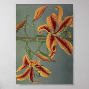 Póster Fotografía de Flor de época