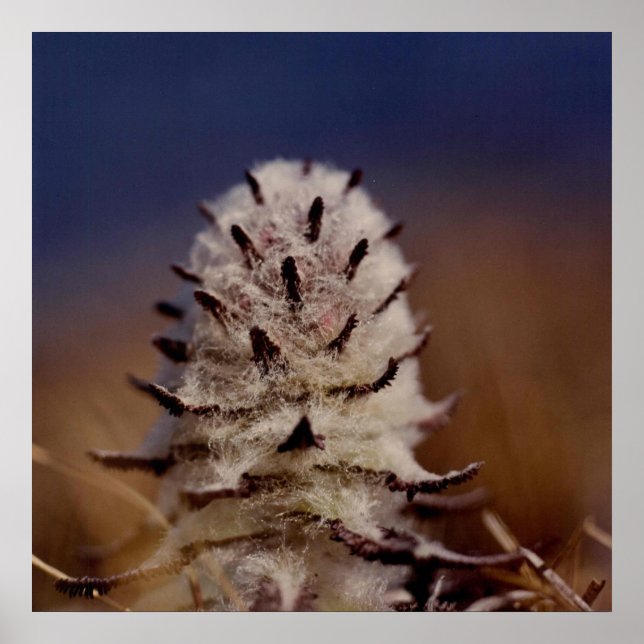 Póster Fotografía de Flor de Flor de Lana Ártica Diseñada (Frente)