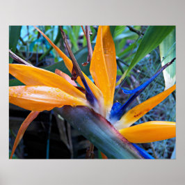 Póster Fotografía de Flor de Grasa Tropical