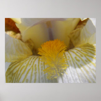 Póster Fotografía de Flor Iris