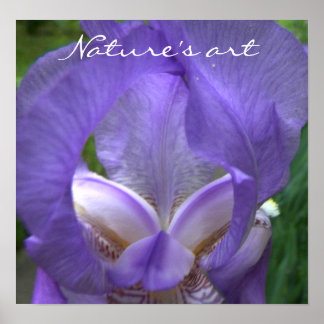 Póster Fotografía de Flor Iris