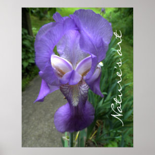 Póster Fotografía de Flor Iris