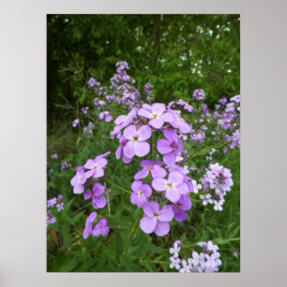 Póster Fotografía de Flor Púrpura Salvaje del Periwinkle