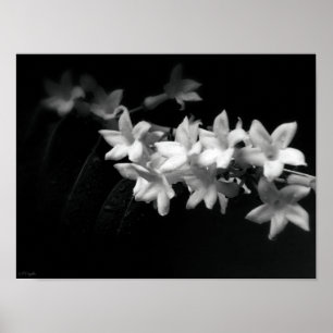 Póster Fotografía de flores blancas y negras de Jazmín