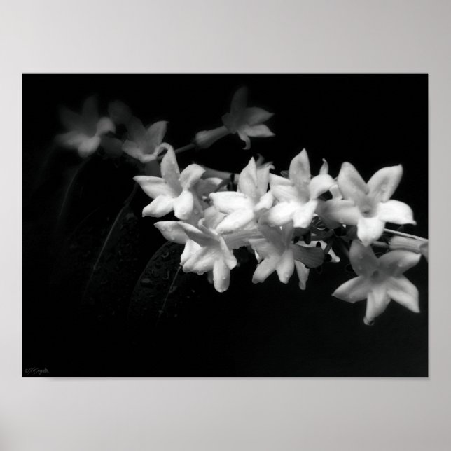 Póster Fotografía de flores blancas y negras de Jazmín (Frente)