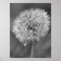 Fotografía de flores de Dandelion en blanco y negr