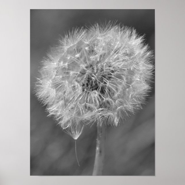 Póster Fotografía de flores de Dandelion en blanco y negr (Frente)