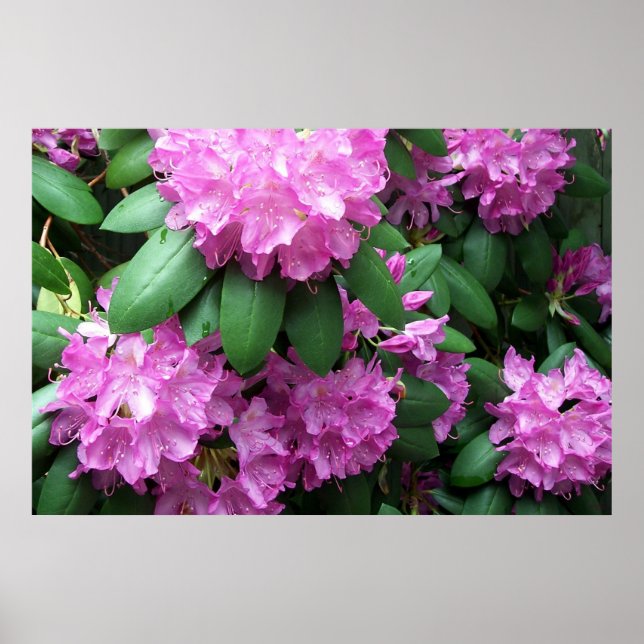 Póster Fotografía de flores de rododendros rosas (Frente)