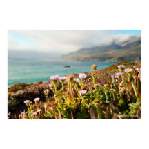 Fotografía de flores del Océano Pacífico
