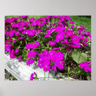 Póster Fotografía de Flores Púrpura en Fayette, MO