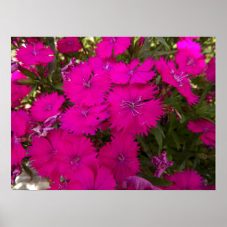 Póster Fotografía de flores rosadas brillantes