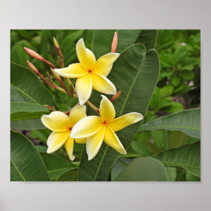 Póster Fotografía de flores tropicales de Plumeria amaril