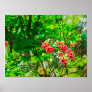 Póster Fotografía de flores tropicales rosadas, botánica