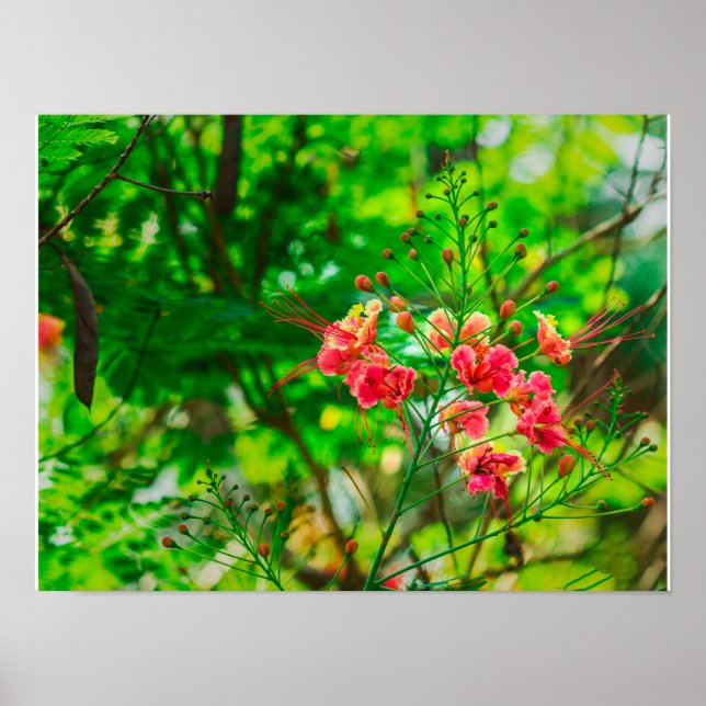 Póster Fotografía de flores tropicales rosadas, botánica  (Frente)