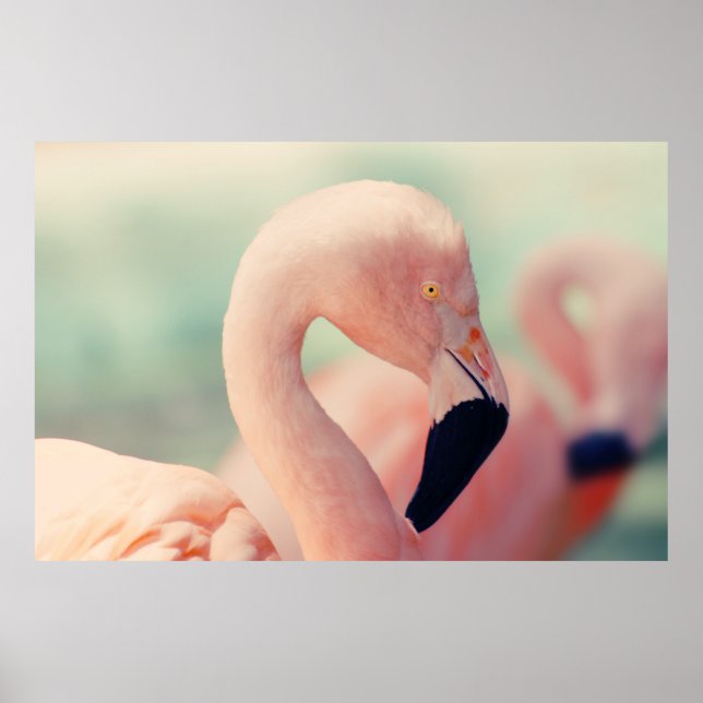 Póster Fotografía de foco poco profundo del flamingo rosa (Frente)