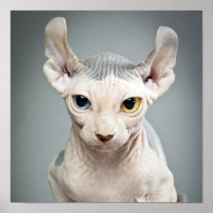 Póster Fotografía de gato esfinge elfo