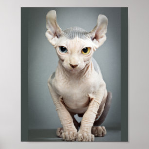 Póster Fotografía de gato esfinge elfo