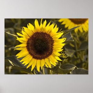 Póster Fotografía de girasol en campo