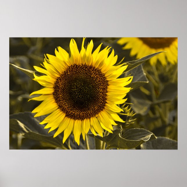 Póster Fotografía de girasol en campo (Frente)