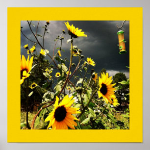 Póster Fotografía de girasoles antes de dramáticas nubes