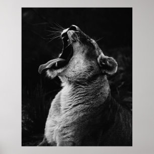 PÓSTER FOTOGRAFÍA DE GRAYSCALE DE YAWNESS LIONESS