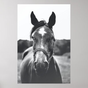 PÓSTER FOTOGRAFÍA DE GRAYSCALE DEL CABALLO