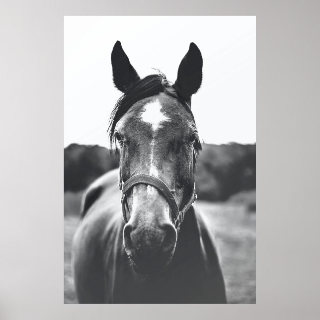 PÓSTER FOTOGRAFÍA DE GRAYSCALE DEL CABALLO (Frente)