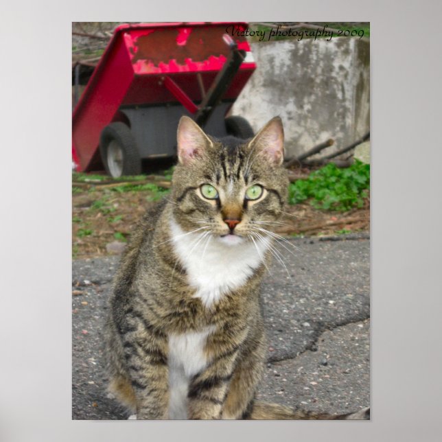 Póster Fotografía de Harry (Frente)