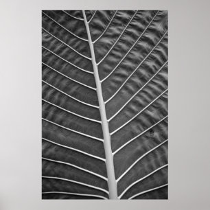 Póster Fotografía de hojas de palma tropical en blanco y
