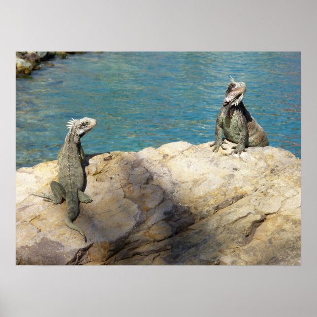 Póster Fotografía de Iguanas y Vida Silvestre Tropical (Frente)