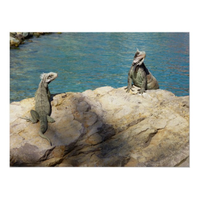 Póster Fotografía de Iguanas y Vida Silvestre Tropical (Anverso)