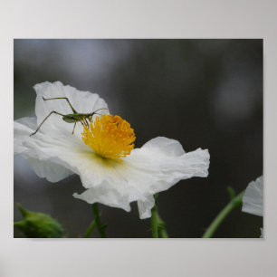 Póster Fotografía de insecto verde en amapola blanca